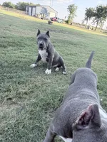 Orion, a male American Bully for sale in Wylie, TX – 3 of 4