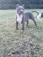 Vela , a female American Bully for sale in Wylie, TX – 3 of 3
