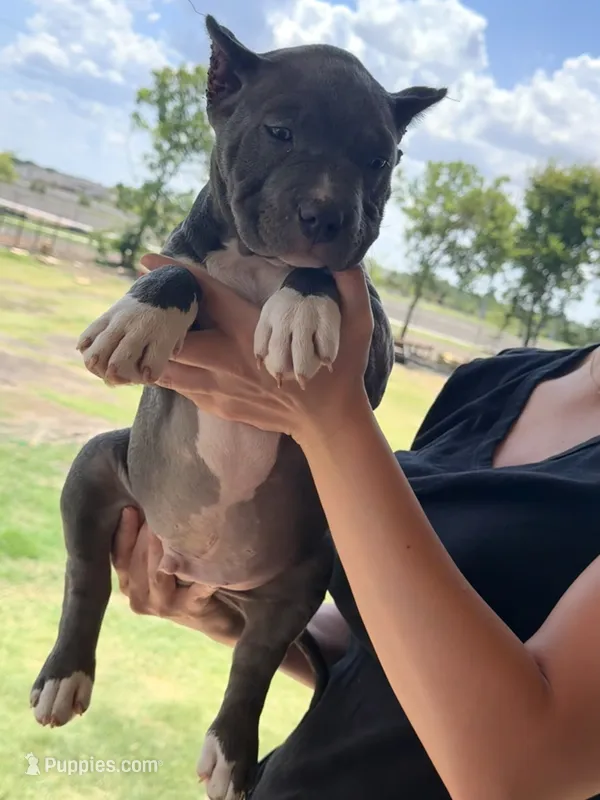 Orion – American Bully puppy for sale in Wylie, TX