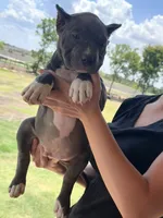 Orion, a male American Bully for sale in Wylie, TX – 1 of 4