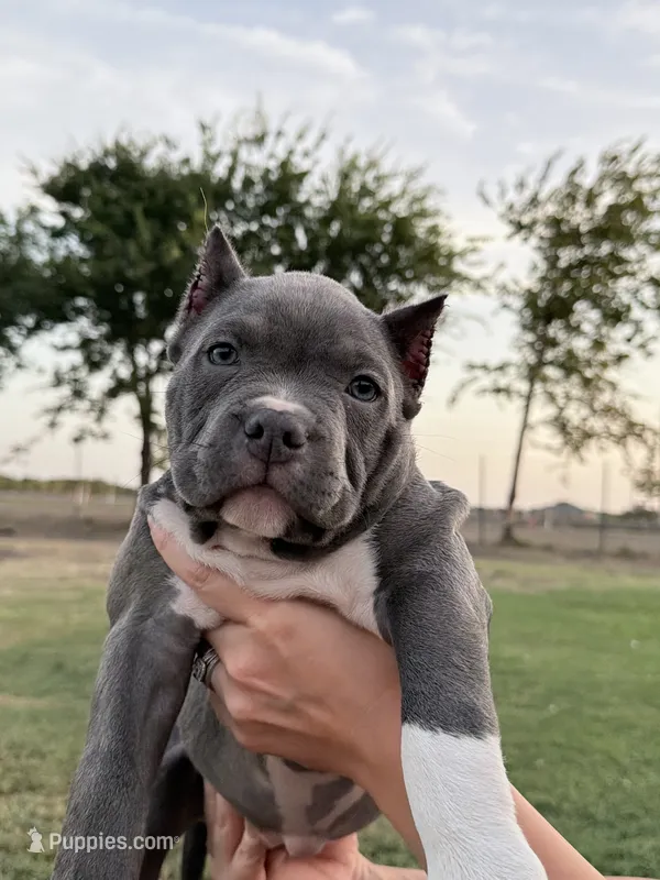 Atlas – American Bully puppy for sale in Wylie, TX
