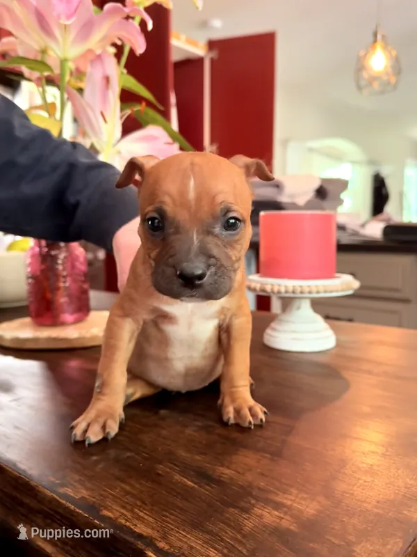 Craig  – American Staffordshire Terrier, American Bully puppy for sale in Fredericksburg, VA