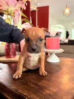Craig , a male American Staffordshire Terrier and American Bully for sale in Fredericksburg, VA – 1 of 10