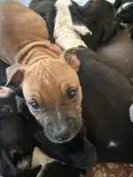 Craig , a male American Staffordshire Terrier and American Bully for sale in Fredericksburg, VA – 10 of 10