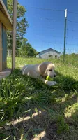 kiwi, a female English Cream Golden Retriever for sale in Purdy, MO – 3 of 10
