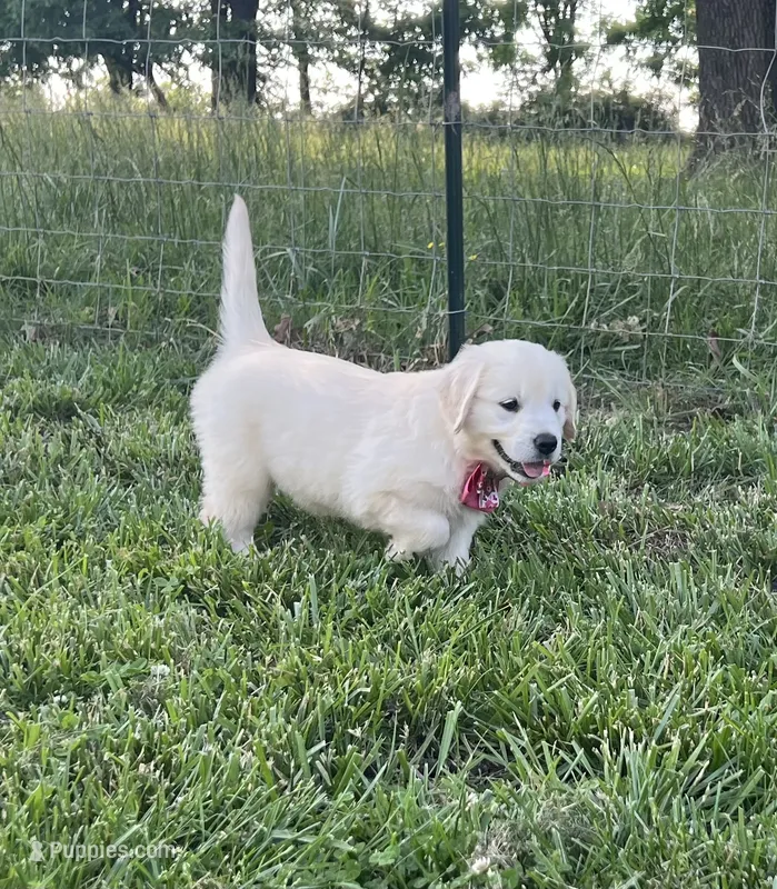 Plum – English Cream Golden Retriever puppy for sale in Purdy, MO