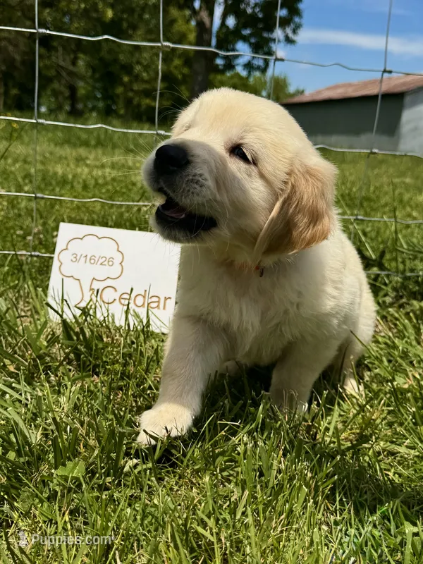 cedar  – English Cream Golden Retriever puppy for sale in Purdy, MO