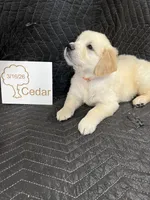 cedar , a male English Cream Golden Retriever for sale in Purdy, MO – Photo 2 of 9