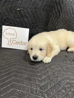 cedar , a male English Cream Golden Retriever for sale in Purdy, MO – Photo 5 of 9