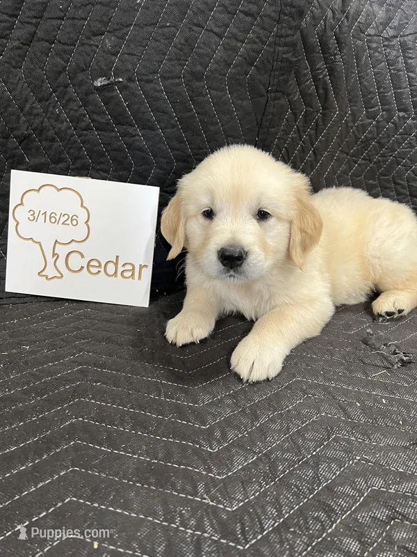 cedar  – English Cream Golden Retriever puppy for sale in Purdy, MO