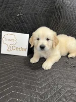 cedar , a male English Cream Golden Retriever for sale in Purdy, MO – Photo 1 of 9