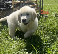 Oak, a male English Cream Golden Retriever for sale in Purdy, MO – 2 of 8