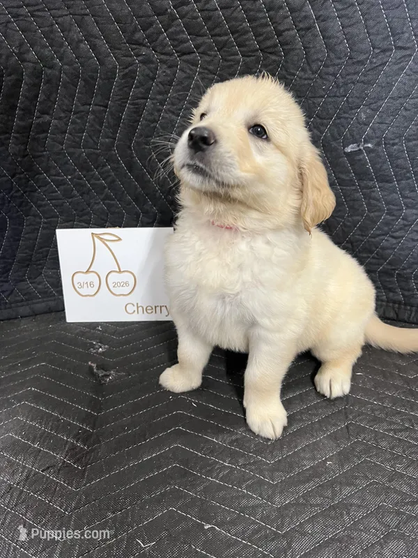 Cherry  – English Cream Golden Retriever puppy for sale in Purdy, MO