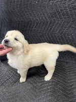Cherry , a female English Cream Golden Retriever for sale in Purdy, MO – Photo 2 of 10
