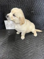 Cherry , a female English Cream Golden Retriever for sale in Purdy, MO – Photo 7 of 10