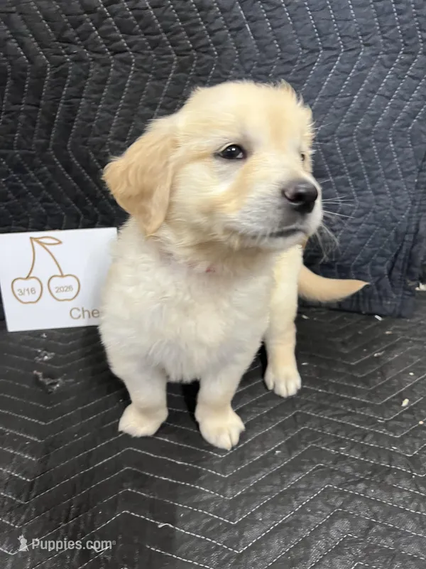 Cherry  – English Cream Golden Retriever puppy for sale in Purdy, MO