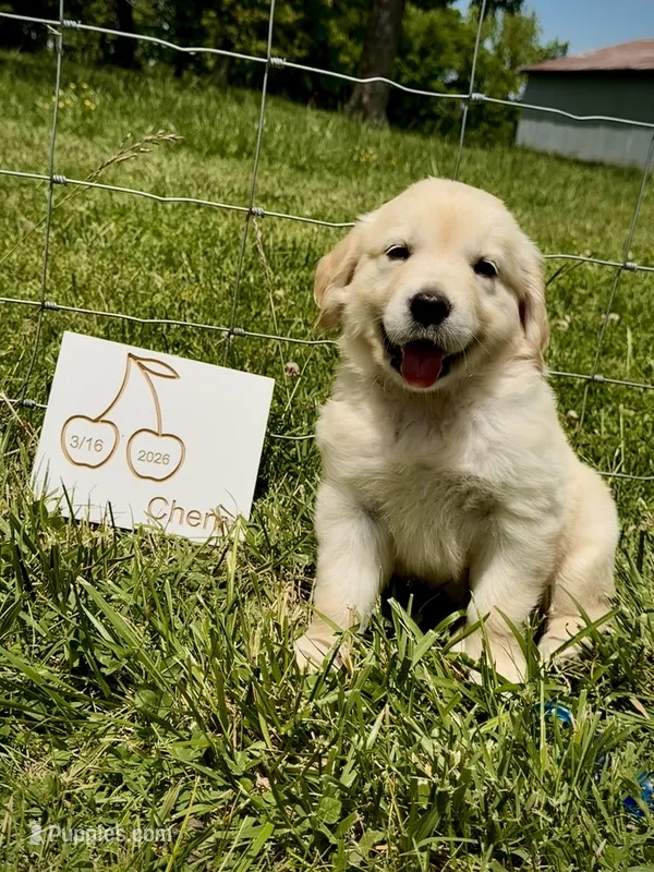 Cherry  – English Cream Golden Retriever puppy for sale in Purdy, MO