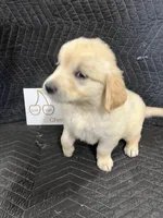 Cherry , a female English Cream Golden Retriever for sale in Purdy, MO – Photo 3 of 10