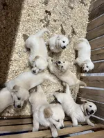 Oak, a male English Cream Golden Retriever for sale in Purdy, MO – Photo 6 of 10