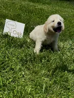 Oak, a male English Cream Golden Retriever for sale in Purdy, MO – 5 of 8