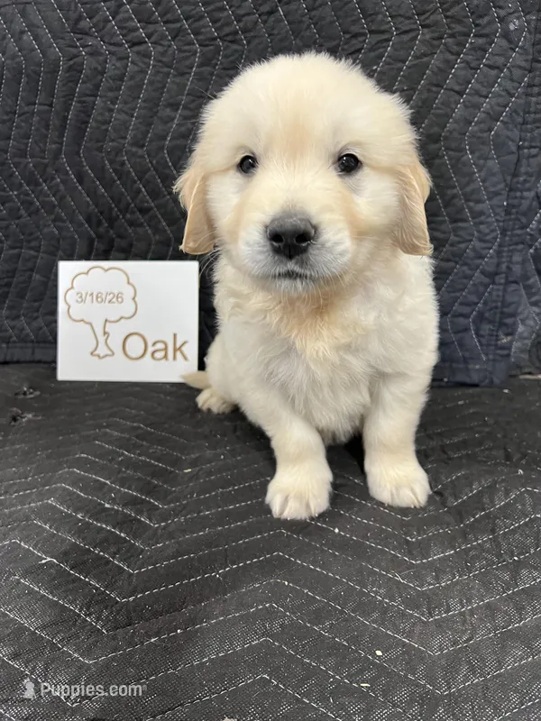 Oak – English Cream Golden Retriever puppy for sale in Purdy, MO