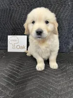 Oak, a male English Cream Golden Retriever for sale in Purdy, MO – Photo 1 of 10