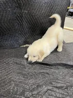 Oak, a male English Cream Golden Retriever for sale in Purdy, MO – Photo 10 of 10