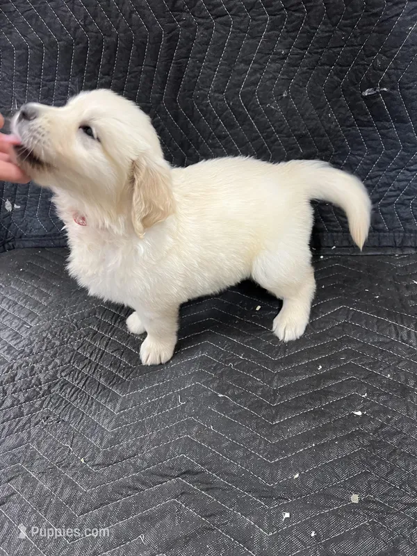 Oak – English Cream Golden Retriever puppy for sale in Purdy, MO