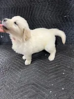 Oak, a male English Cream Golden Retriever for sale in Purdy, MO – Photo 2 of 10