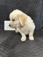 Oak, a male English Cream Golden Retriever for sale in Purdy, MO – Photo 5 of 10
