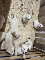 Oak, a male English Cream Golden Retriever for sale in Purdy, MO – Photo 9 of 10