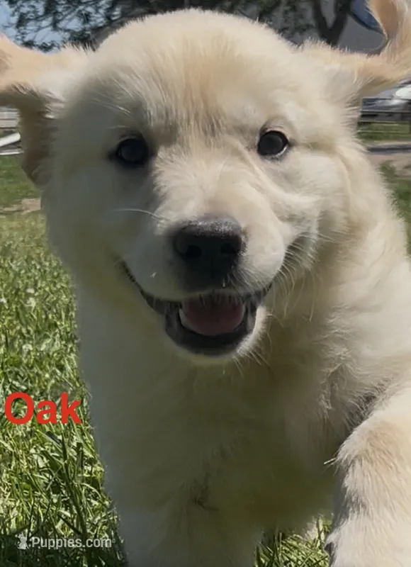 Oak – English Cream Golden Retriever puppy for sale in Purdy, MO