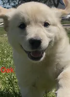Oak, a male English Cream Golden Retriever for sale in Purdy, MO – 1 of 8