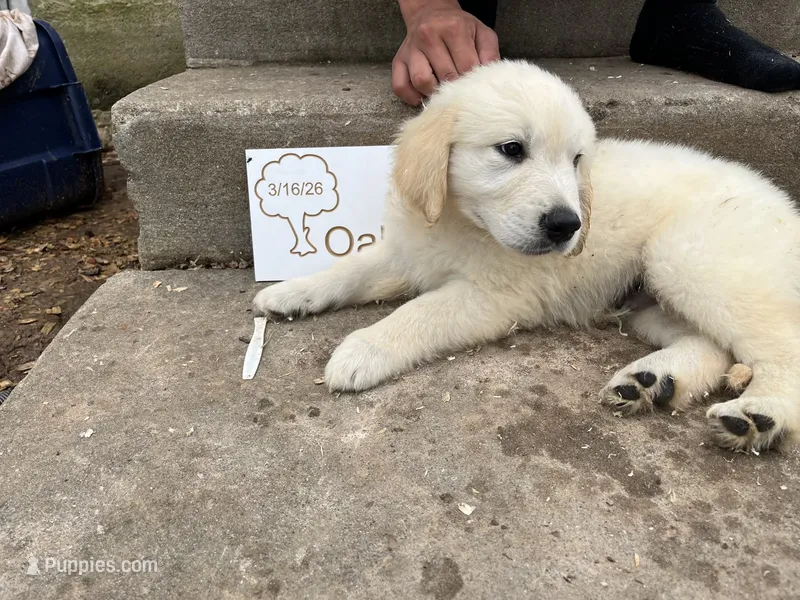 Oak – English Cream Golden Retriever puppy for sale in Purdy, MO