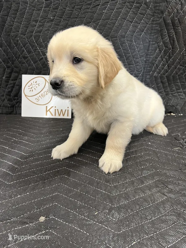 kiwi – English Cream Golden Retriever puppy for sale in Purdy, MO