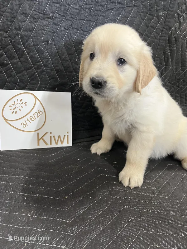kiwi – English Cream Golden Retriever puppy for sale in Purdy, MO
