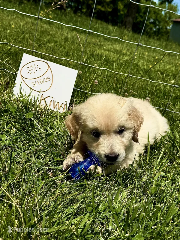 kiwi – English Cream Golden Retriever puppy for sale in Purdy, MO