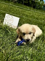 kiwi, a female English Cream Golden Retriever for sale in Purdy, MO – 4 of 10