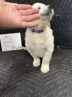Plum, a female English Cream Golden Retriever for sale in Purdy, MO – Photo 3 of 10