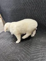 Plum, a female English Cream Golden Retriever for sale in Purdy, MO – Photo 6 of 10