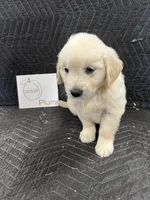 Plum, a female English Cream Golden Retriever for sale in Purdy, MO – Photo 2 of 10
