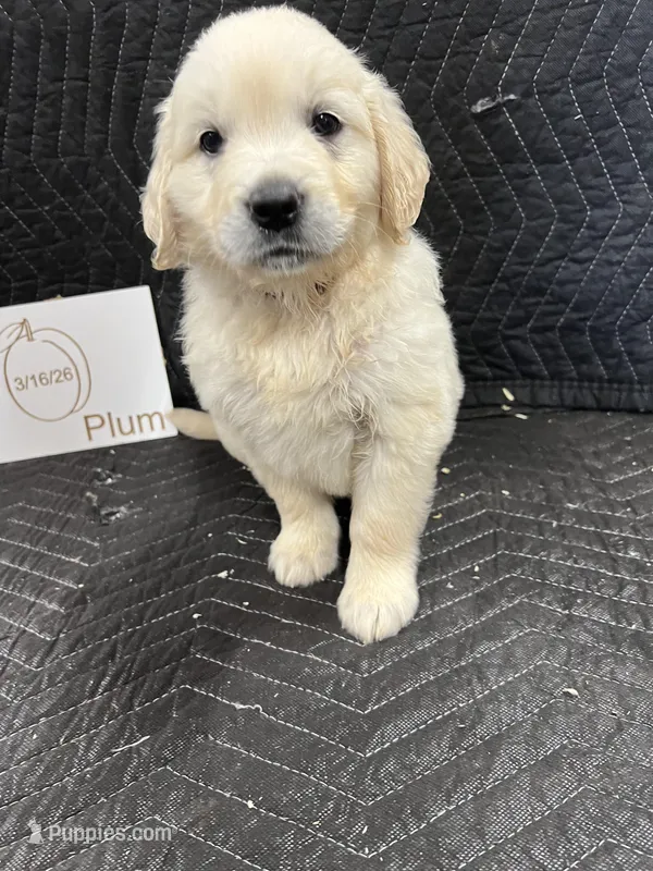 Plum – English Cream Golden Retriever puppy for sale in Purdy, MO