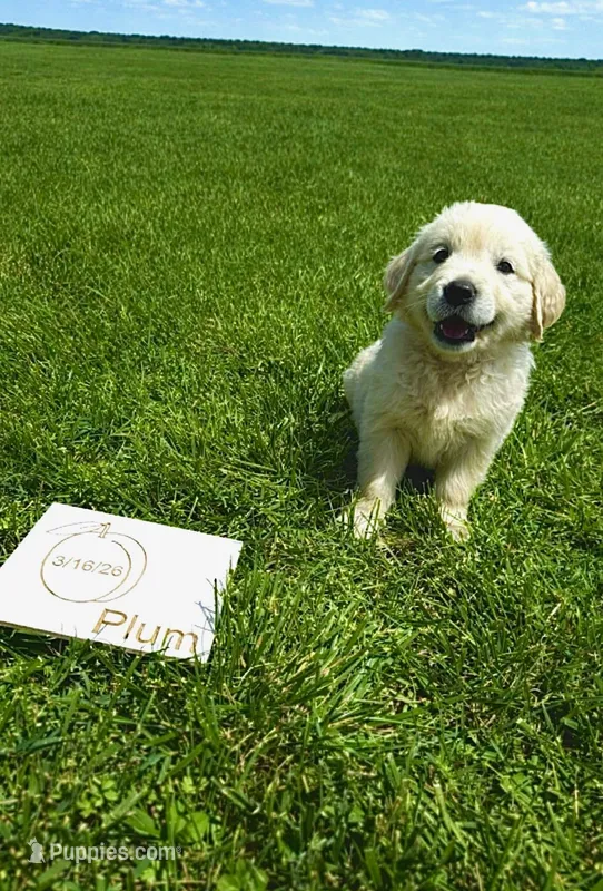 Plum – English Cream Golden Retriever puppy for sale in Purdy, MO