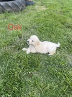 Oak, a male English Cream Golden Retriever for sale in Purdy, MO – 4 of 8