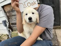 Oak, a male English Cream Golden Retriever for sale in Purdy, MO – 3 of 8