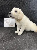 Sunny , a female English Cream Golden Retriever for sale in Purdy, MO – Photo 3 of 10