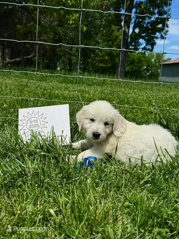 Sunny  – English Cream Golden Retriever puppy for sale in Purdy, MO