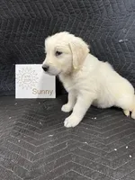 Sunny , a female English Cream Golden Retriever for sale in Purdy, MO – Photo 4 of 10