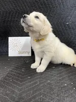 Sunny , a female English Cream Golden Retriever for sale in Purdy, MO – Photo 7 of 10