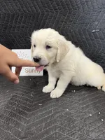 Sunny , a female English Cream Golden Retriever for sale in Purdy, MO – Photo 1 of 10